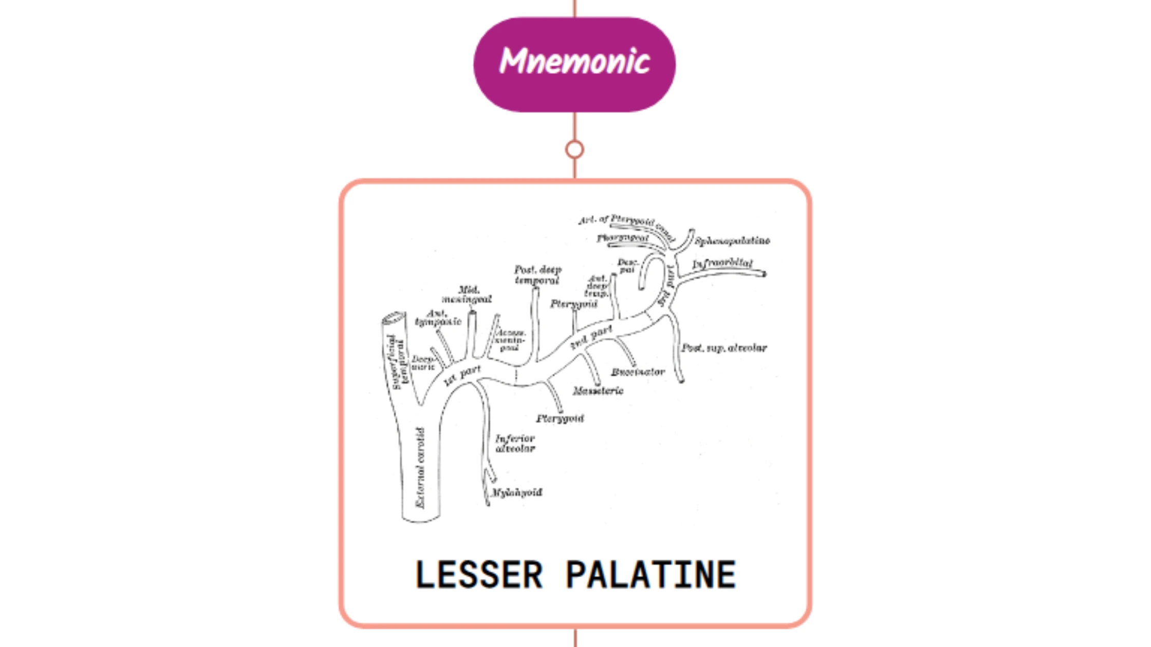 You are currently viewing Lesser Palatine Artery Mnemonic [ NEVER FORGET AGAIN ]