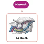 Read more about the article Lingual Artery Mnemonic [ NEVER FORGET AGAIN ]