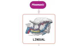Lingual Artery Mnemonic [ NEVER FORGET AGAIN ]