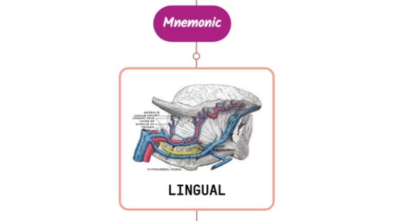 Read more about the article Lingual Artery Mnemonic [ NEVER FORGET AGAIN ]