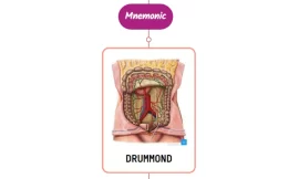 Marginal Artery of Drummond – Mnemonic [ NEVER FORGET AGAIN ]