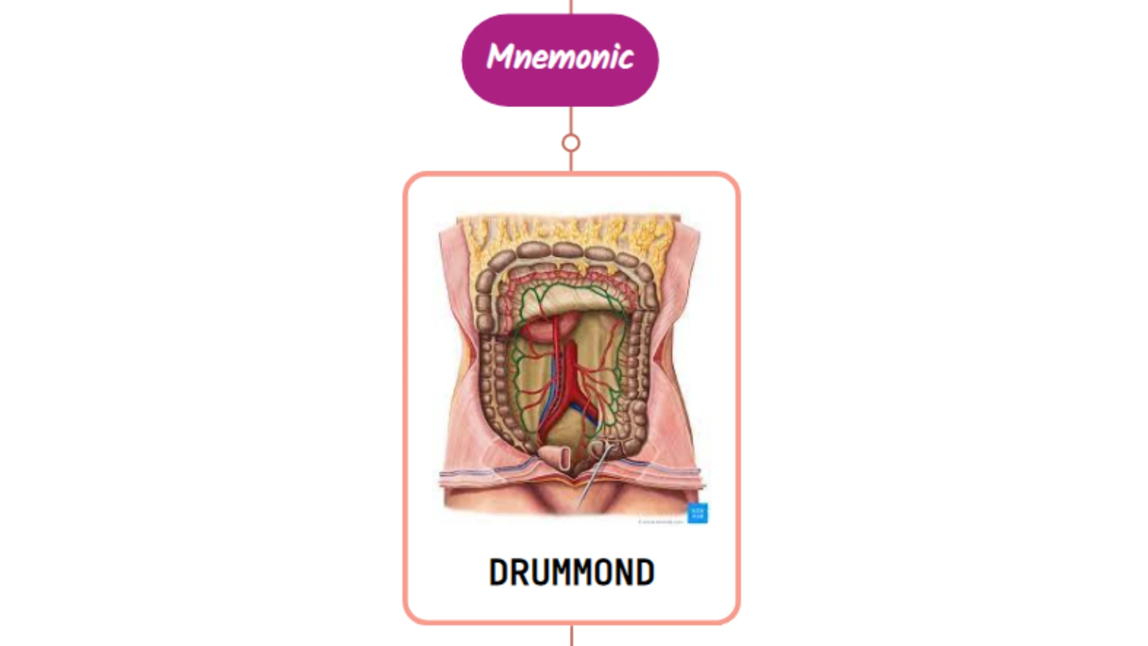 You are currently viewing Marginal Artery of Drummond – Mnemonic [ NEVER FORGET AGAIN ]