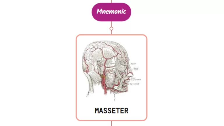 Read more about the article Masseteric Artery Mnemonic [ NEVER FORGET AGAIN ]