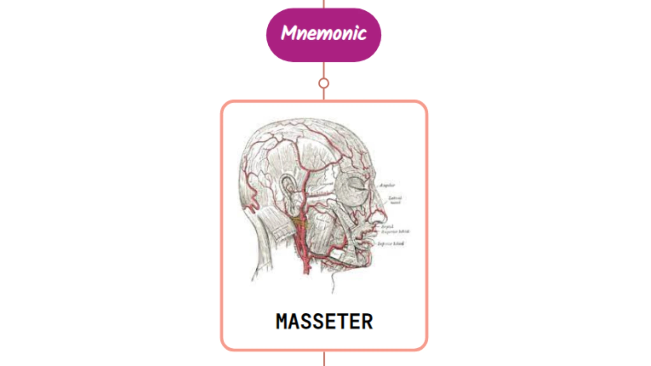 You are currently viewing Masseteric Artery Mnemonic [ NEVER FORGET AGAIN ]