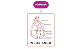 Median Sacral Artery- Mnemonic [ NEVER FORGET AGAIN ]