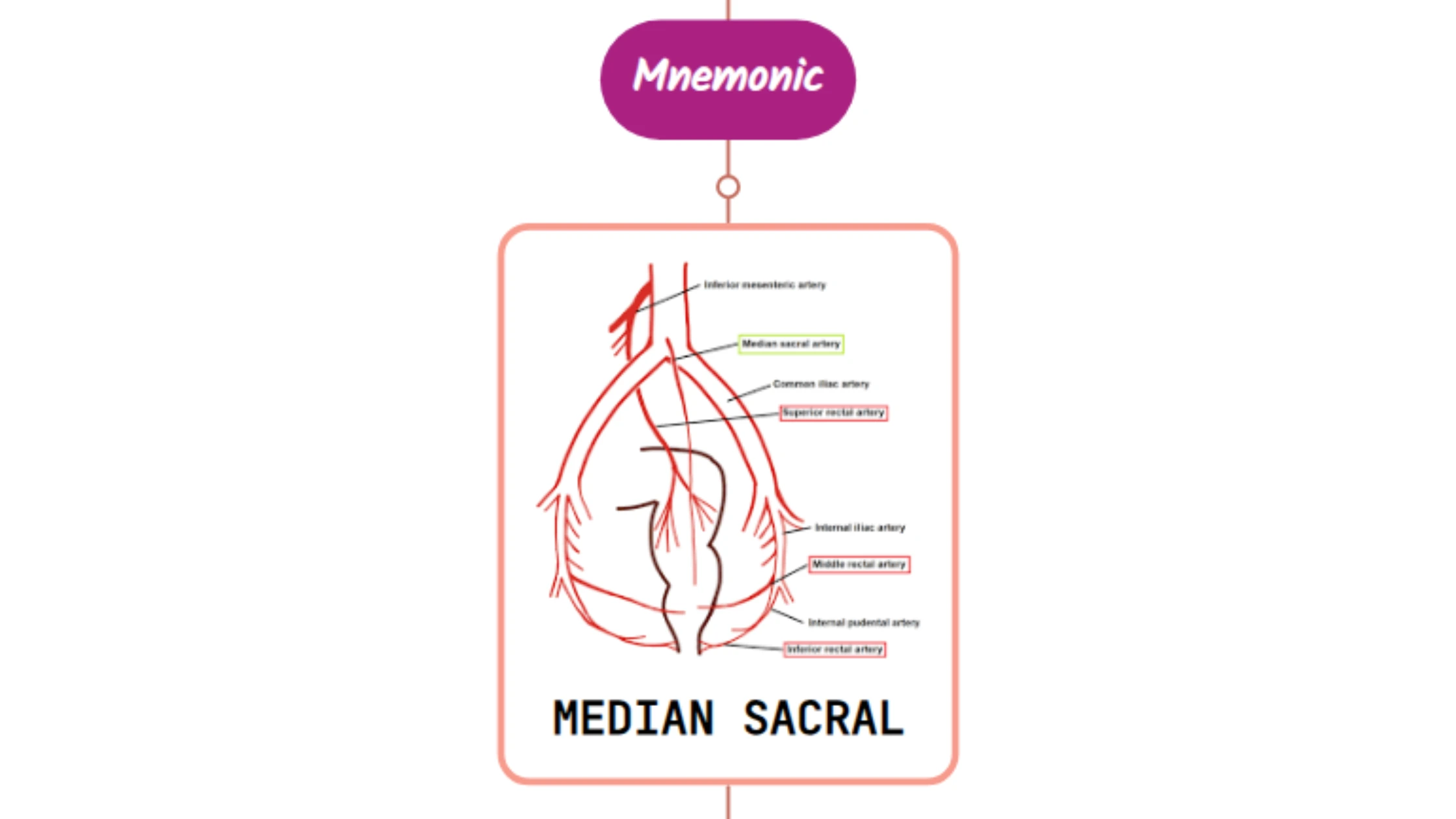 You are currently viewing Median Sacral Artery- Mnemonic [ NEVER FORGET AGAIN ]