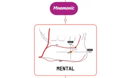 Mental Artery Mnemonic [ NEVER FORGET AGAIN ]