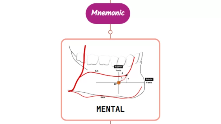 Read more about the article Mental Artery Mnemonic [ NEVER FORGET AGAIN ]
