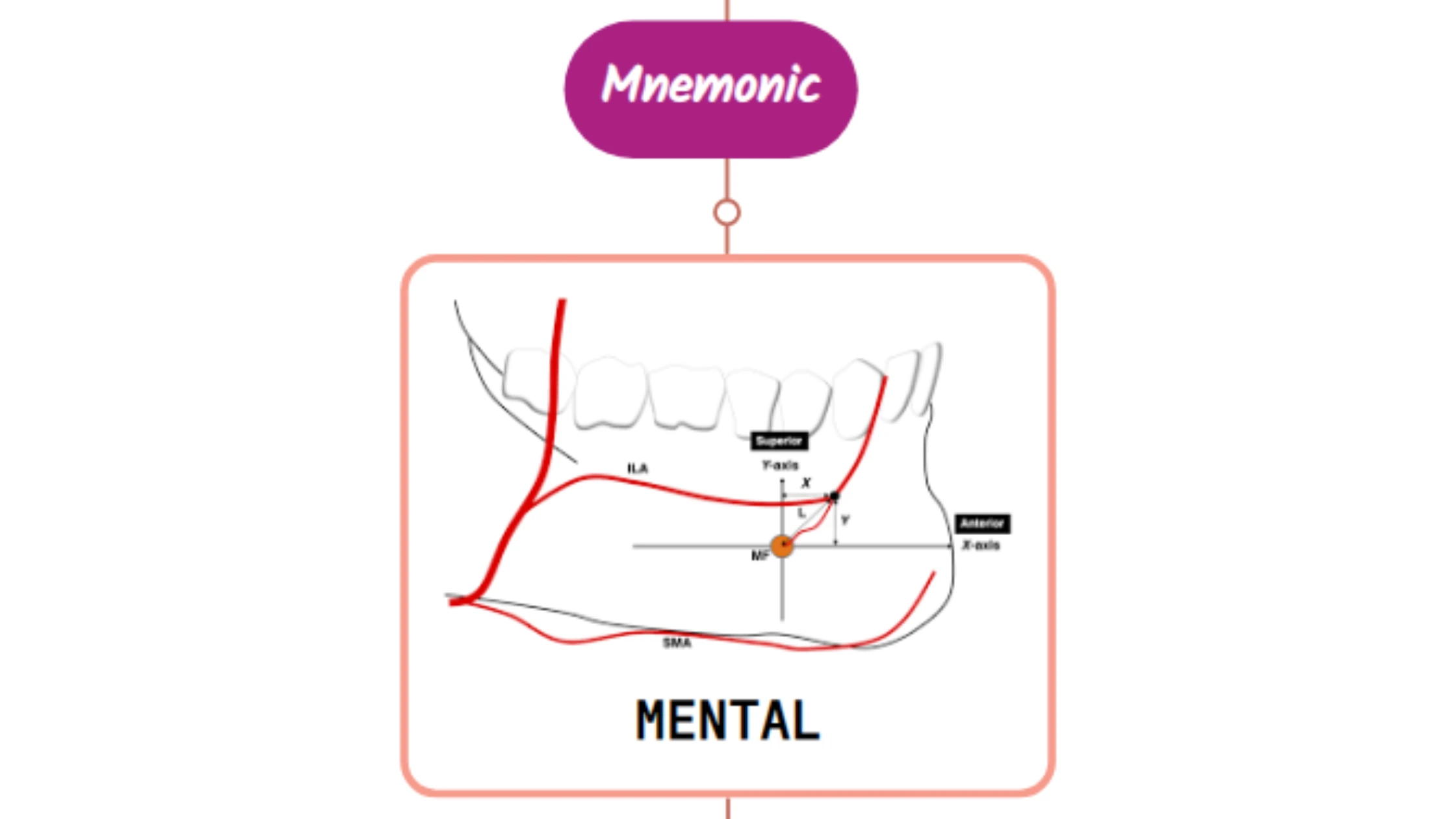 You are currently viewing Mental Artery Mnemonic [ NEVER FORGET AGAIN ]