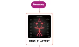 Middle Cerebral Artery Mnemonic ⚡NEVER FORGET⚡