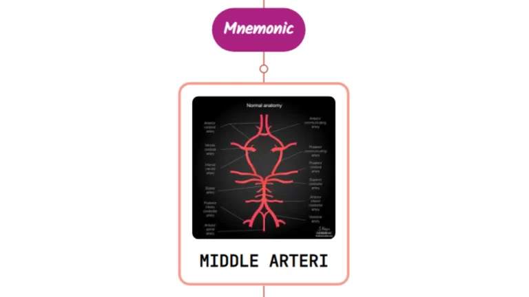 Read more about the article Middle Cerebral Artery Mnemonic ⚡NEVER FORGET⚡