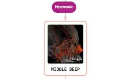 Middle Deep Temporal Artery Mnemonic [ NEVER FORGET AGAIN ]