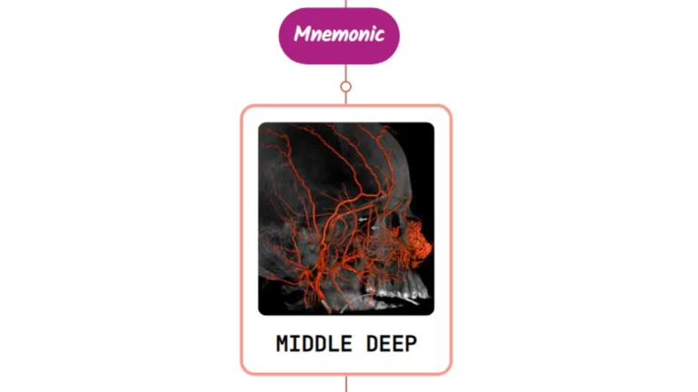 Read more about the article Middle Deep Temporal Artery Mnemonic [ NEVER FORGET AGAIN ]
