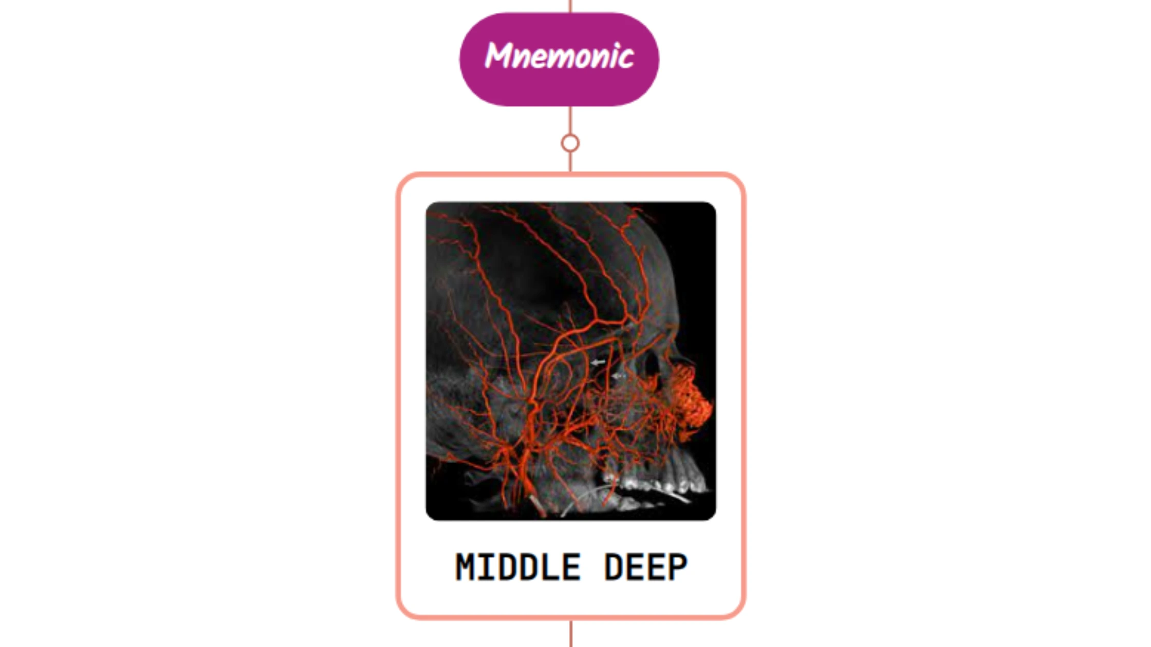 You are currently viewing Middle Deep Temporal Artery Mnemonic [ NEVER FORGET AGAIN ]