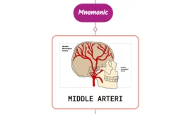 Middle Meningeal Artery Mnemonic [ NEVER FORGET AGAIN ]