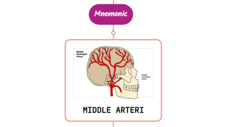 Read more about the article Middle Meningeal Artery Mnemonic [ NEVER FORGET AGAIN ]