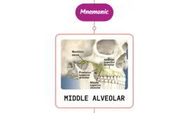 Middle Superior Alveolar Artery Mnemonic [ NEVER FORGET AGAIN ]