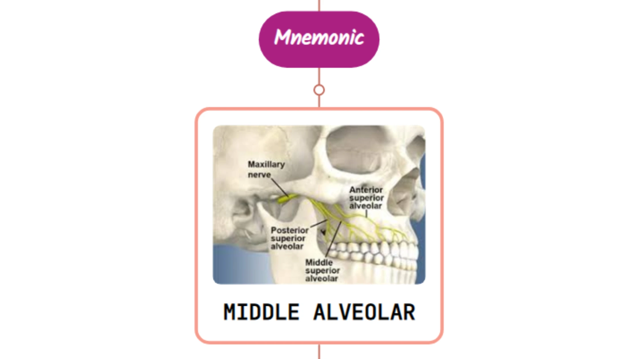 You are currently viewing Middle Superior Alveolar Artery Mnemonic [ NEVER FORGET AGAIN ]