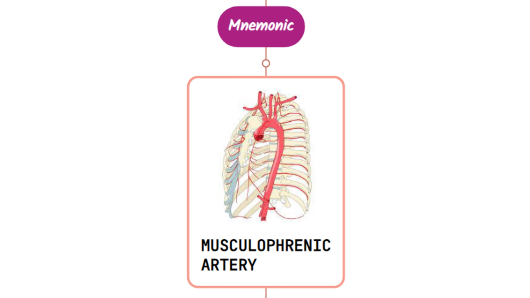 You are currently viewing Musculophrenic Artery – Mnemonic