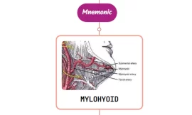 Mylohyoid Artery Mnemonic [ NEVER FORGET AGAIN ]