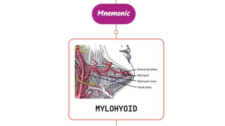 Read more about the article Mylohyoid Artery Mnemonic [ NEVER FORGET AGAIN ]