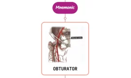 Obturator Artery – Mnemonic [ NEVER FORGET AGAIN ]