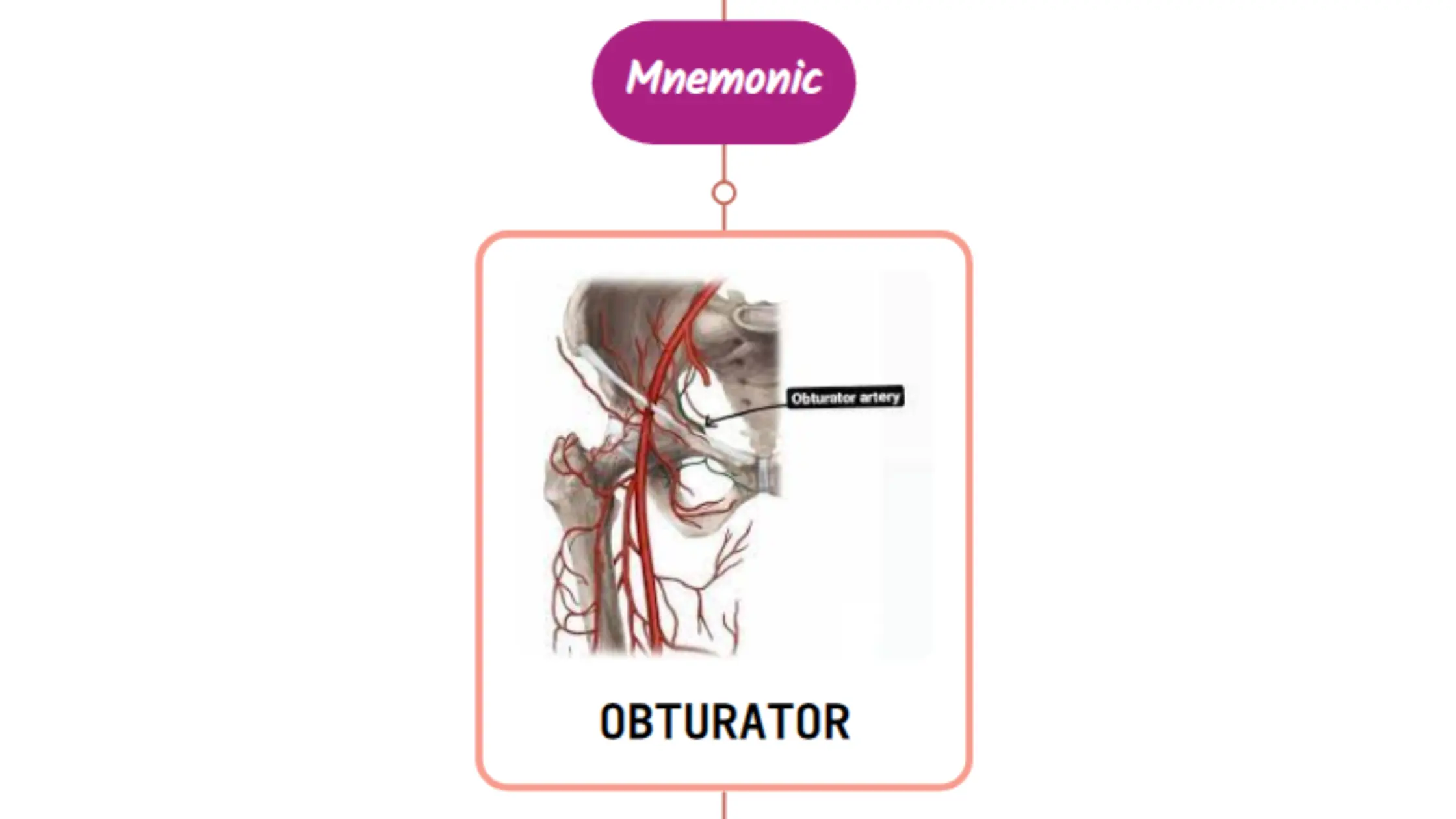 You are currently viewing Obturator Artery – Mnemonic [ NEVER FORGET AGAIN ]