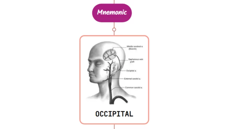 Read more about the article Occipital Artery Mnemonic [ NEVER FORGET AGAIN ]