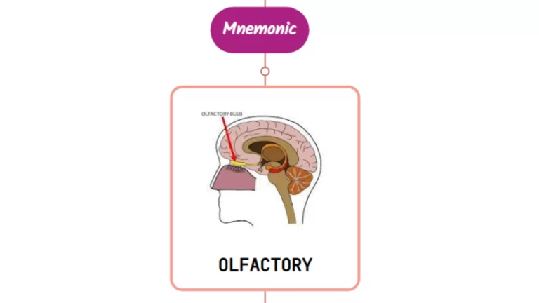 Read more about the article Olfactory Bulb- Mnemonic [ NEVER FORGET AGAIN ]