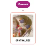 Read more about the article Ophthalmic Artery Mnemonic ⚡NEVER FORGET⚡