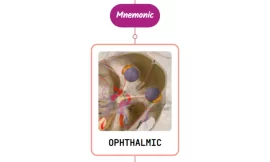 Ophthalmic Artery Mnemonic ⚡NEVER FORGET⚡