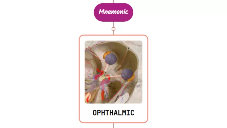 Read more about the article Ophthalmic Artery Mnemonic ⚡NEVER FORGET⚡