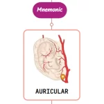 Read more about the article Posterior Auricular Artery Mnemonic [ NEVER FORGET AGAIN ]