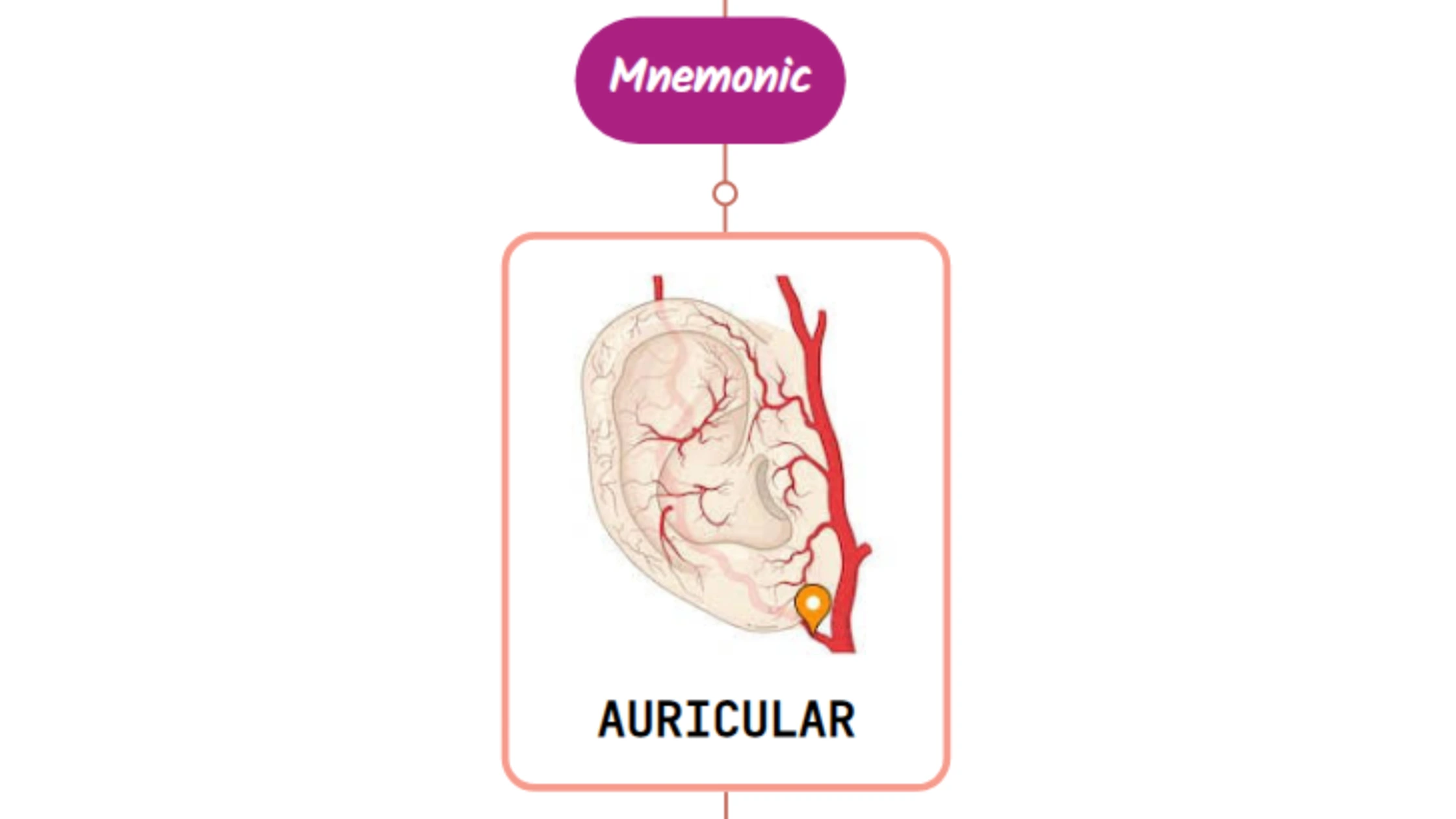 You are currently viewing Posterior Auricular Artery Mnemonic [ NEVER FORGET AGAIN ]