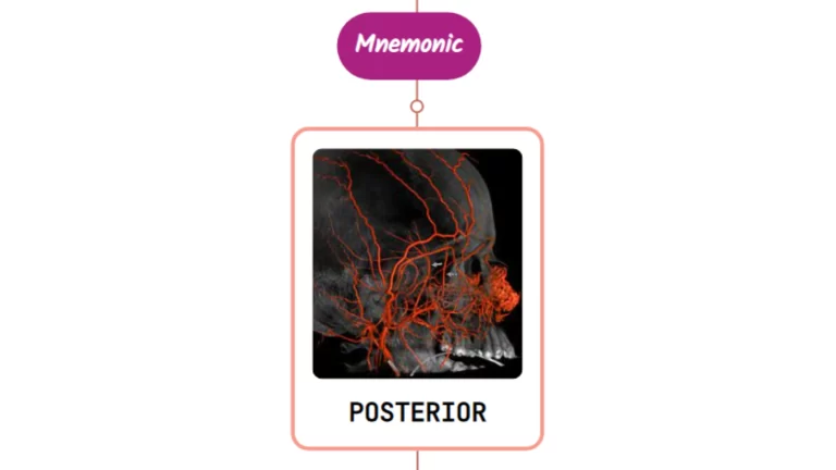 Read more about the article Posterior Deep Temporal Artery Mnemonic [ NEVER FORGET AGAIN ]