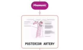Posterior Intercostal Artery – Mnemonic