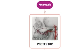Posterior Superior Alveolar Artery Mnemonic [ NEVER FORGET AGAIN ]