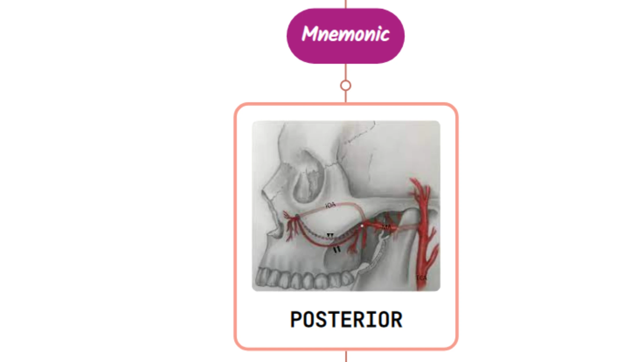 You are currently viewing Posterior Superior Alveolar Artery Mnemonic [ NEVER FORGET AGAIN ]