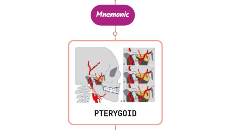 Read more about the article Pterygoid Arteries Mnemonic [ NEVER FORGET AGAIN ]