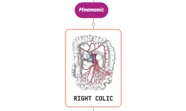 Right Colic Artery – Mnemonic [ NEVER FORGET AGAIN ]