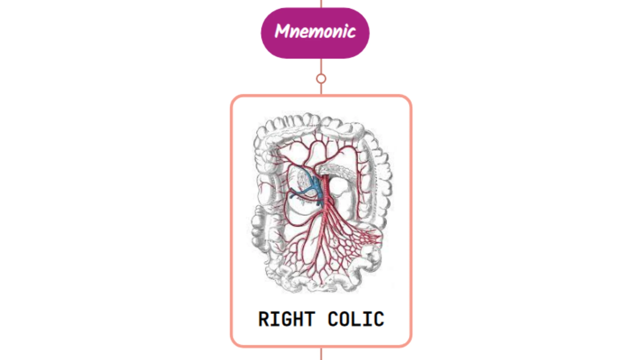 You are currently viewing Right Colic Artery – Mnemonic [ NEVER FORGET AGAIN ]