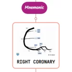 Read more about the article Right Coronary Artery – Mnemonic [ NEVER FORGET AGAIN ]
