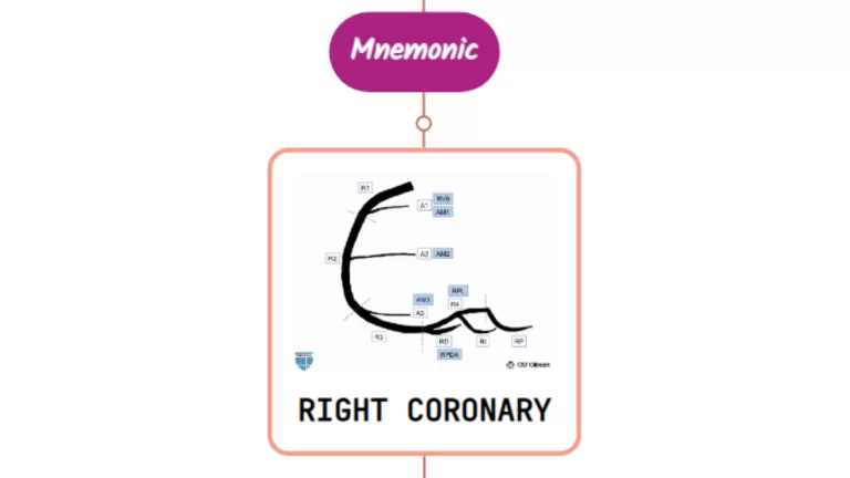 Read more about the article Right Coronary Artery – Mnemonic [ NEVER FORGET AGAIN ]
