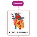 Read more about the article Right Pulmonary Artery – Mnemonic [ NEVER FORGET AGAIN ]