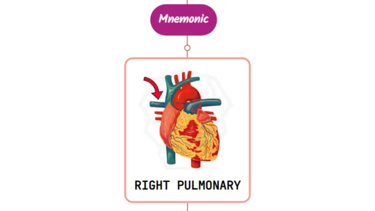 Read more about the article Right Pulmonary Artery – Mnemonic [ NEVER FORGET AGAIN ]