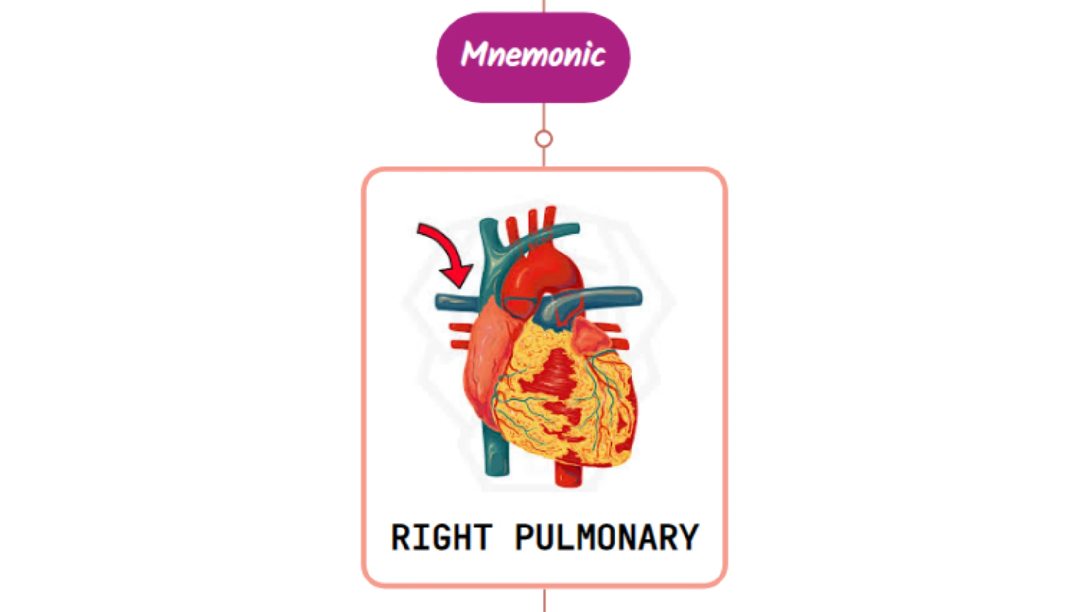 You are currently viewing Right Pulmonary Artery – Mnemonic [ NEVER FORGET AGAIN ]
