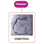 Read more about the article Sinoatrial Nodal Artery – Mnemonic [ NEVER FORGET AGAIN ]