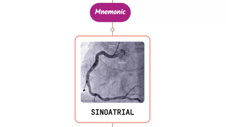 Read more about the article Sinoatrial Nodal Artery – Mnemonic [ NEVER FORGET AGAIN ]