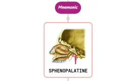 Sphenopalatine Artery Mnemonic [ NEVER FORGET AGAIN ]