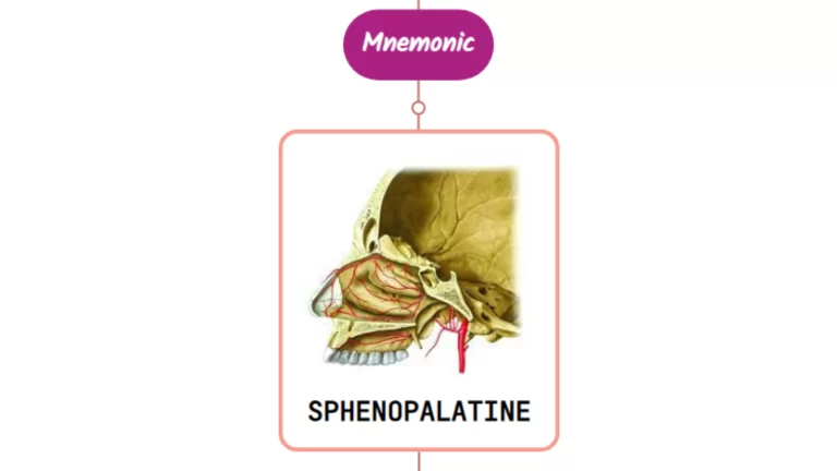Read more about the article Sphenopalatine Artery Mnemonic [ NEVER FORGET AGAIN ]